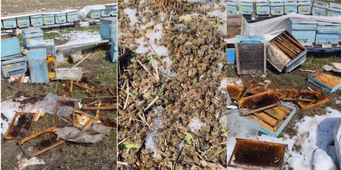 Ayılar Hakkari’de arılı kovanlara saldırdı