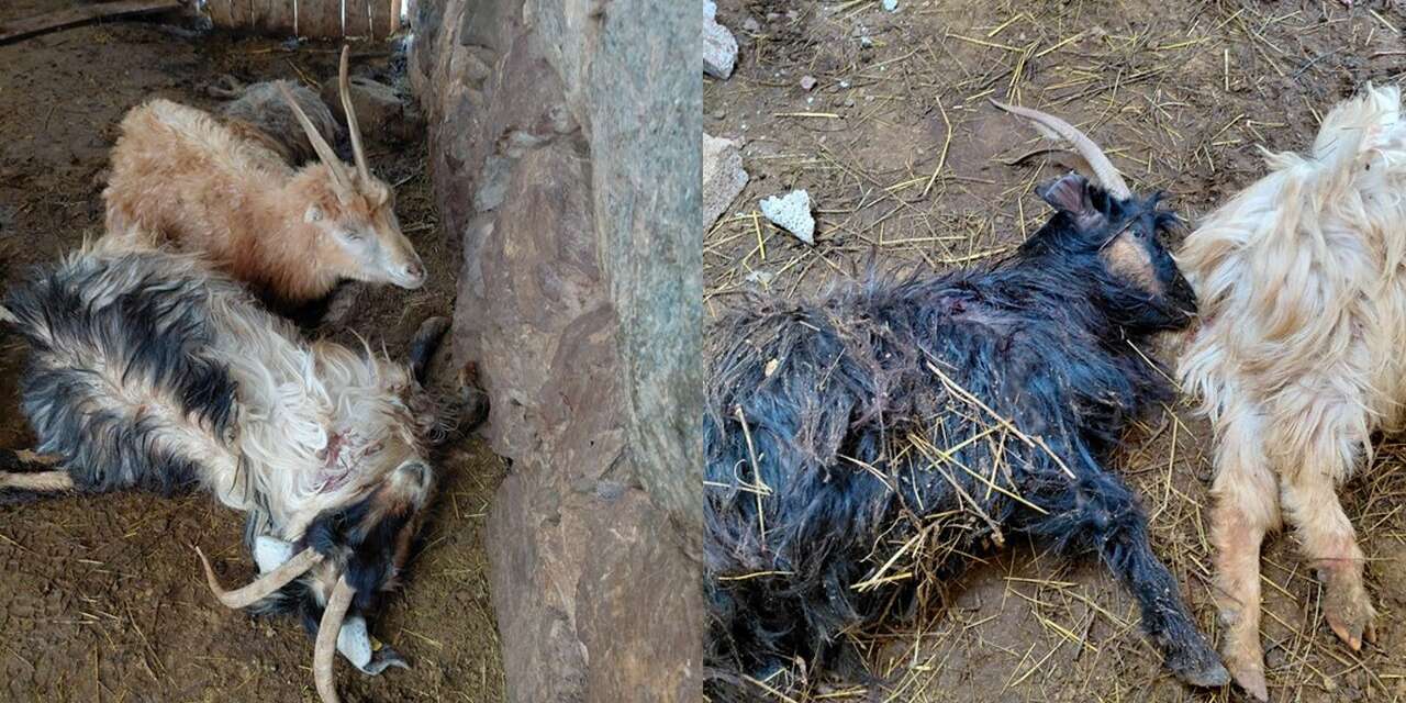 Otluca’da Kurt saldırısı: 12 Keçi telef oldu