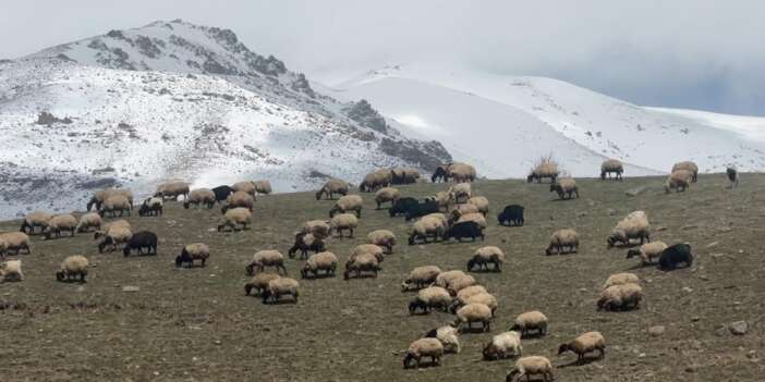 Yüksekova’da Meraya çıkış başladı