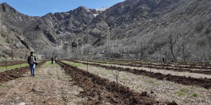 Devletten çiftçilere fidan desteği