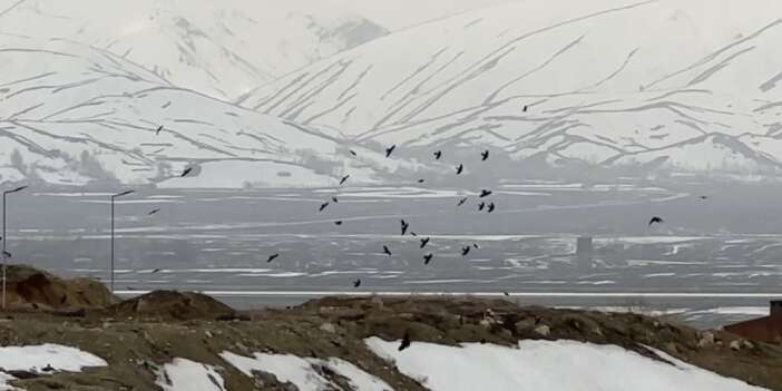 Rüzgarla dans eden kuşların zor anları