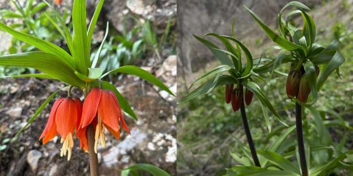 2026’nın İlk Ters Lalesi çiçek açtı