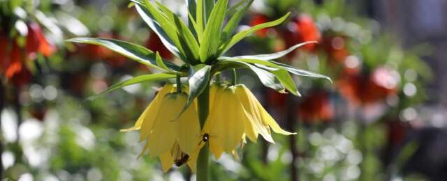 Ters Lale görsel şölen sundu