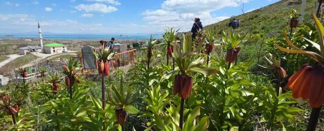 Açan ters laleler göz kamaştırıyor