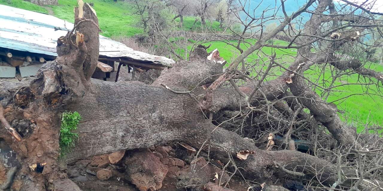 Dev Çınar ahıra düştü, küçükbaş hayvanlar telef oldu