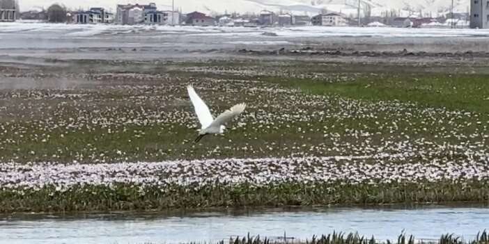 Küçük akbalıkçıllar görüntülendi