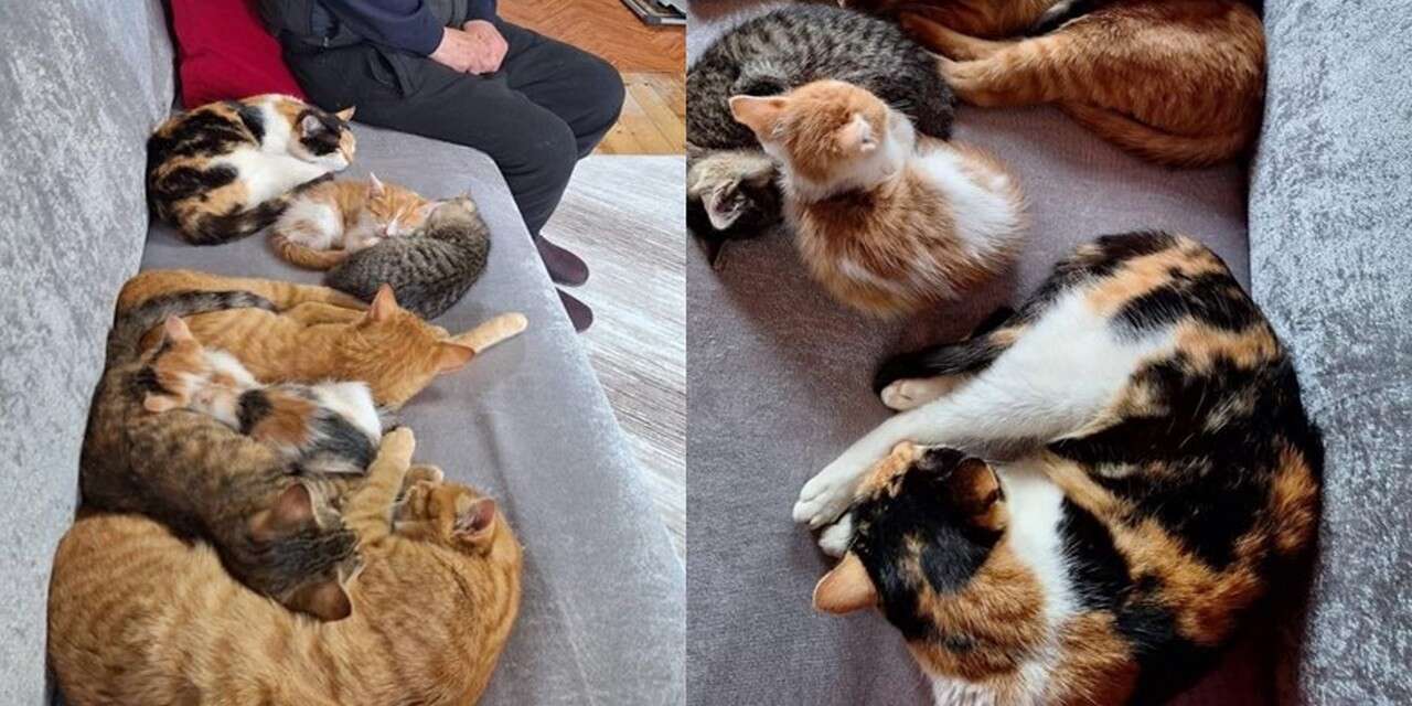 Emekli oldu, evini 18 kediye açtı
