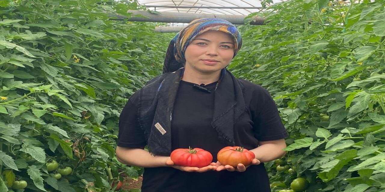 Antalya Aksu'da domates hasadı başladı