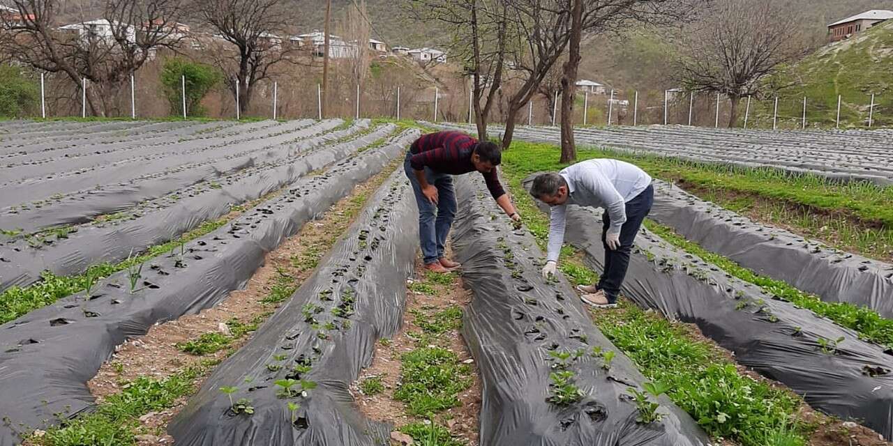 Derecik’te sera üretimi başladı