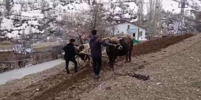Traktörlerin Giremediği arazilerde öküz gücüyle tarım yapılıyor