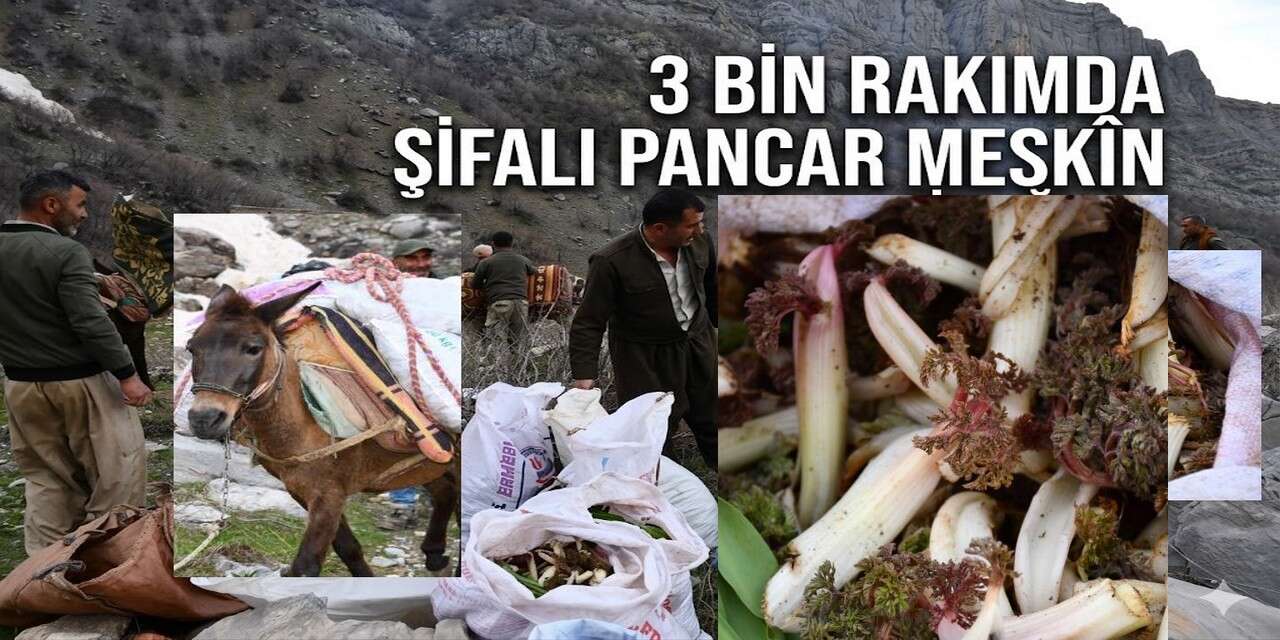Şifalı otlar köylülere gelir kapısı oldu