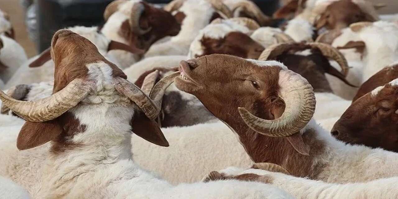 Kurbanlık seçerken dikkat edilmesi gerekenler