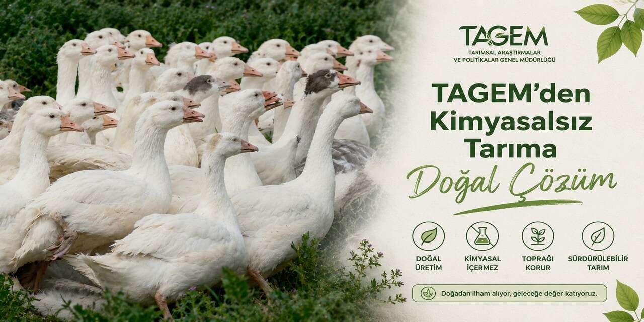 Tarımda Doğal Mücadele: Kazlar sahaya indi
