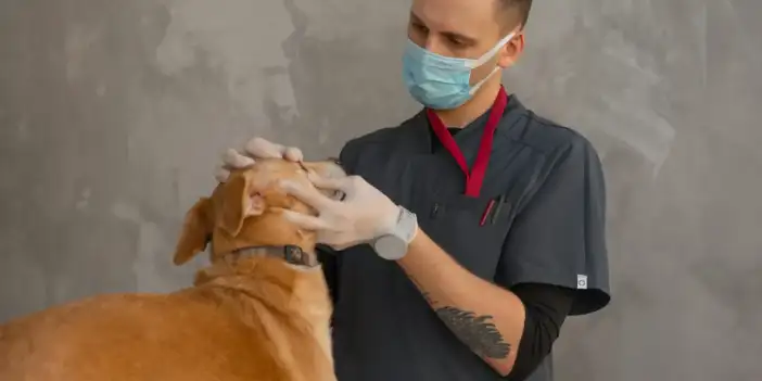 Fikirtepe Veteriner Rehberi: En İyi Klinik Seçimi