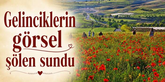Baharın gelişiyle gelincikler ovayı kırmızıya boyadı