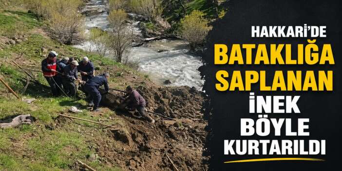 Hakkari Otluca’da Bataklığa Saplanan İnek Kurtarıldı