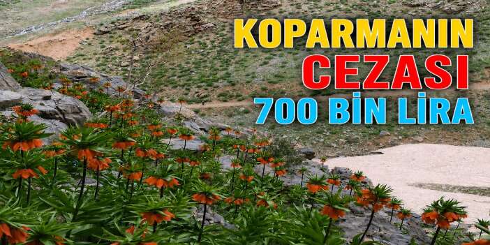 Ters lale Koparmanın cezası 700 bin lira
