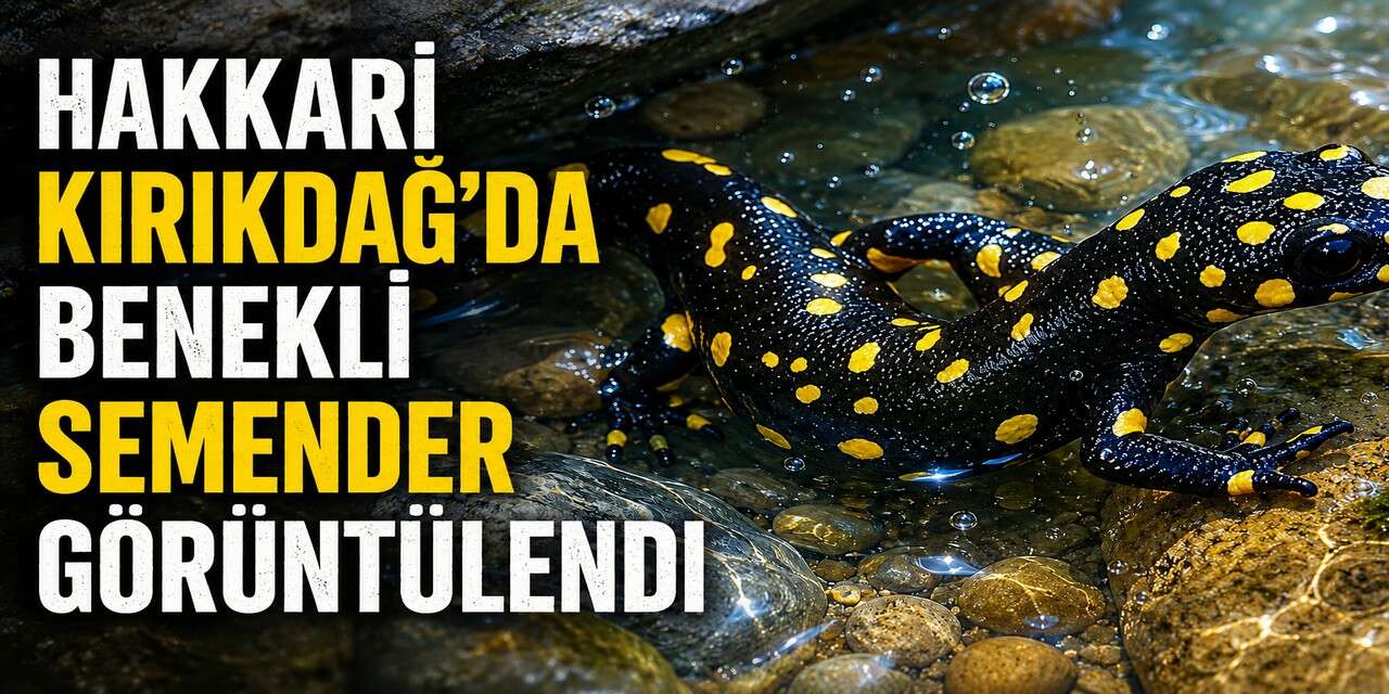 Hakkari Kırıkdağ'da Benekli Semender görüntülendi