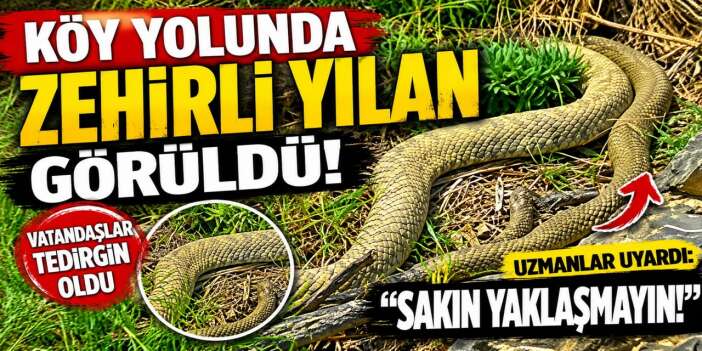 Hakkari’de doğaseverler dev engerekle karşılaştı