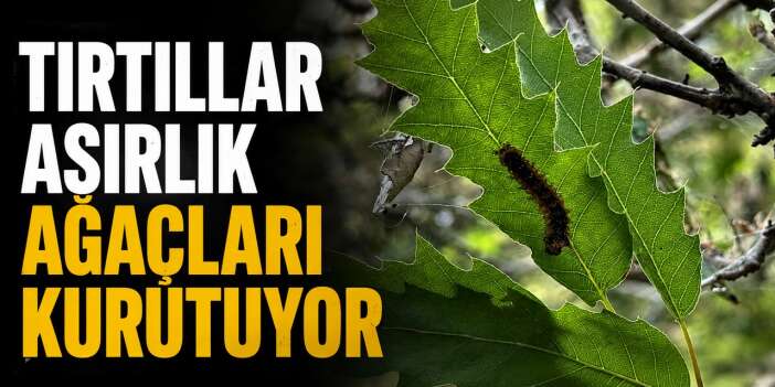 Meyve ağaçları da tehlike altında