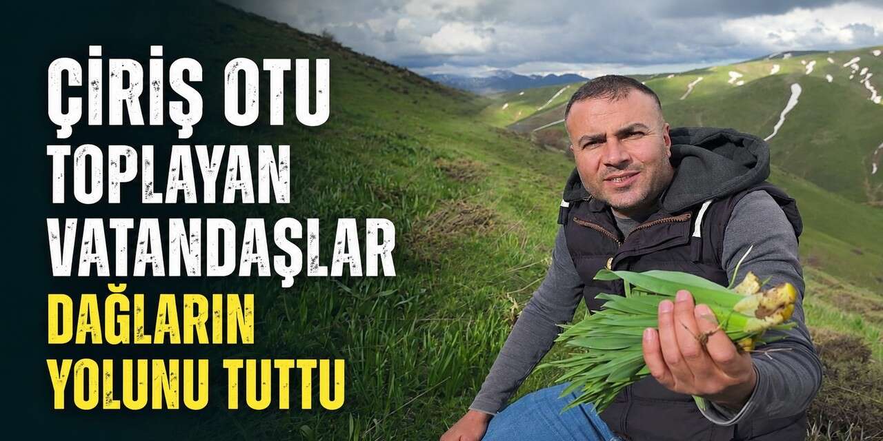 Çiriş otu toplamak için zirvelere Akın ettiler