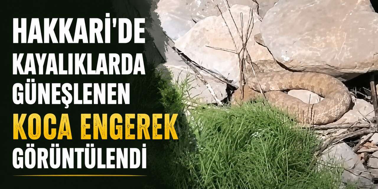 Hakkari Durankay'da koca engerek görüntülendi