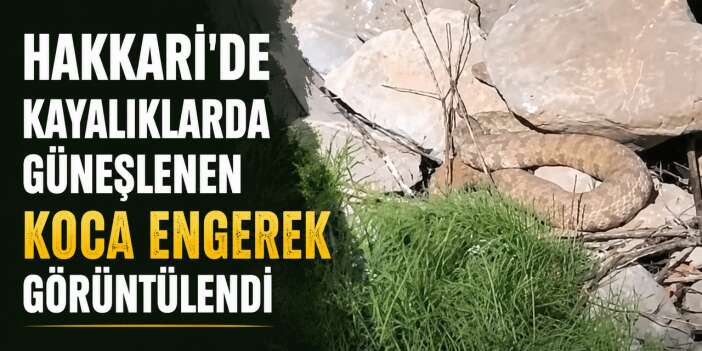 Hakkari Durankay'da koca engerek görüntülendi