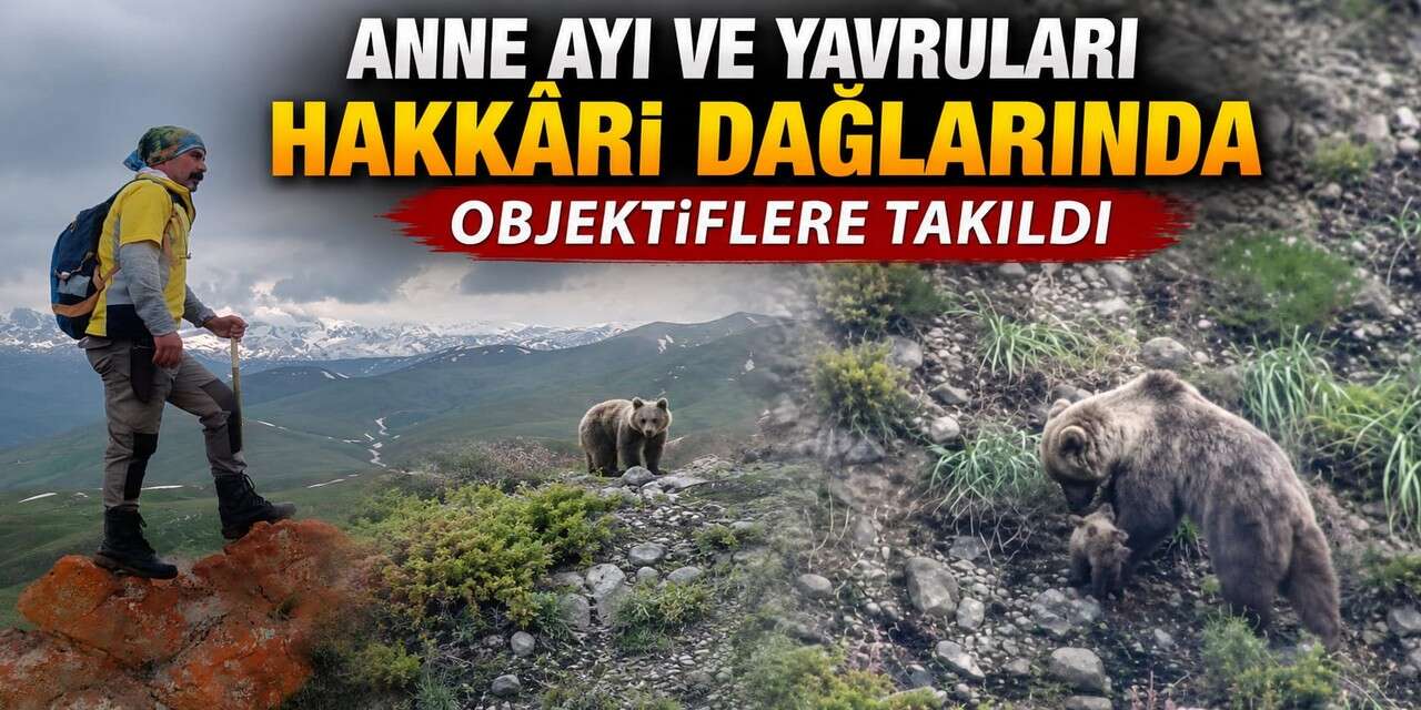 Anne Ayı ve Yavruları Hakkâri Dağlarında görüntülendi