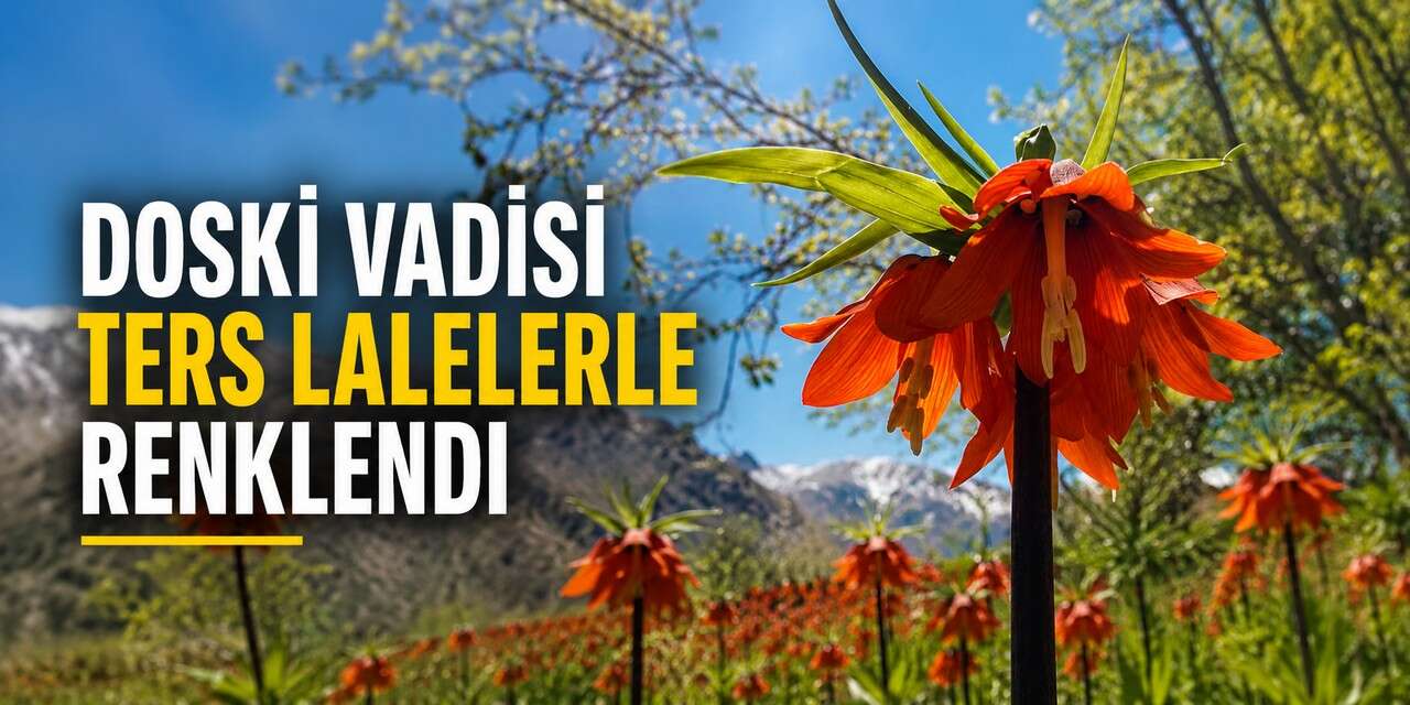 Doski Vadisi ters lalelerle renklendi