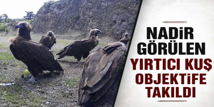 Kara Akbaba doğal yaşam alanında görüntülendi