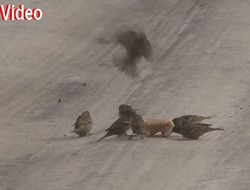 Kuşların ekmek kavgası