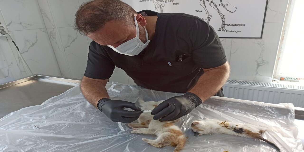 Hakkari’de annesiz kalan 4 yavru kedi kurtarıldı