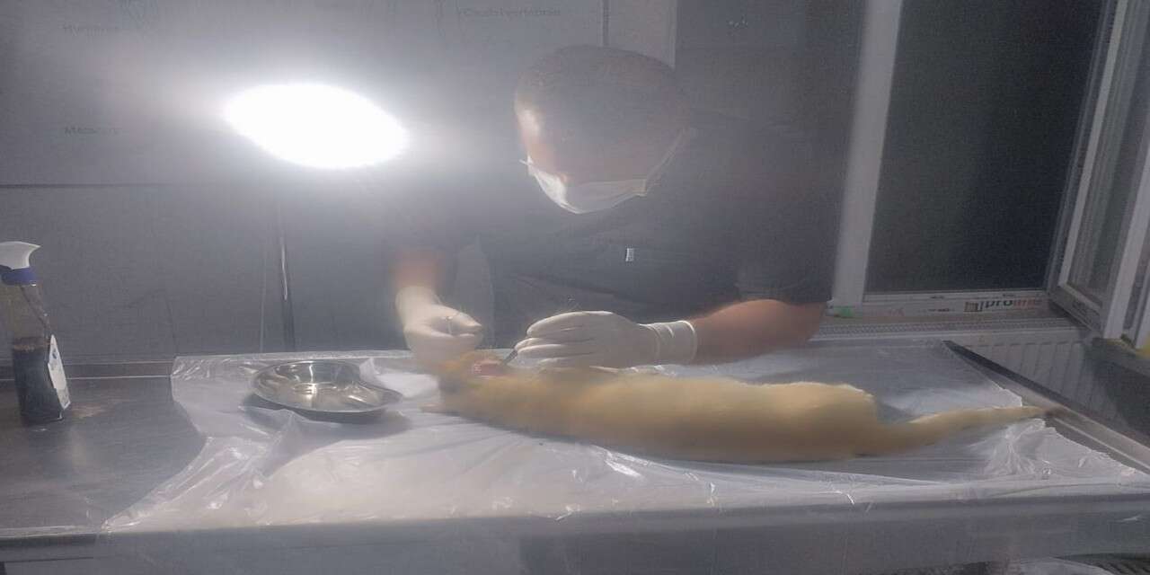 Hakkari’de sokak hayvanı için zamanla yarış