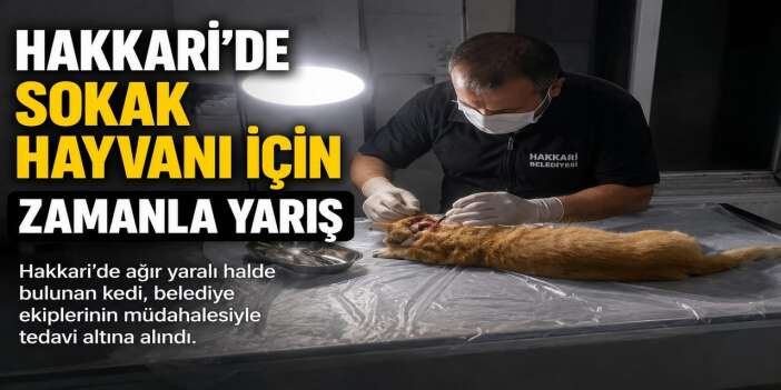 Hakkari’de sokak hayvanı için zamanla yarış