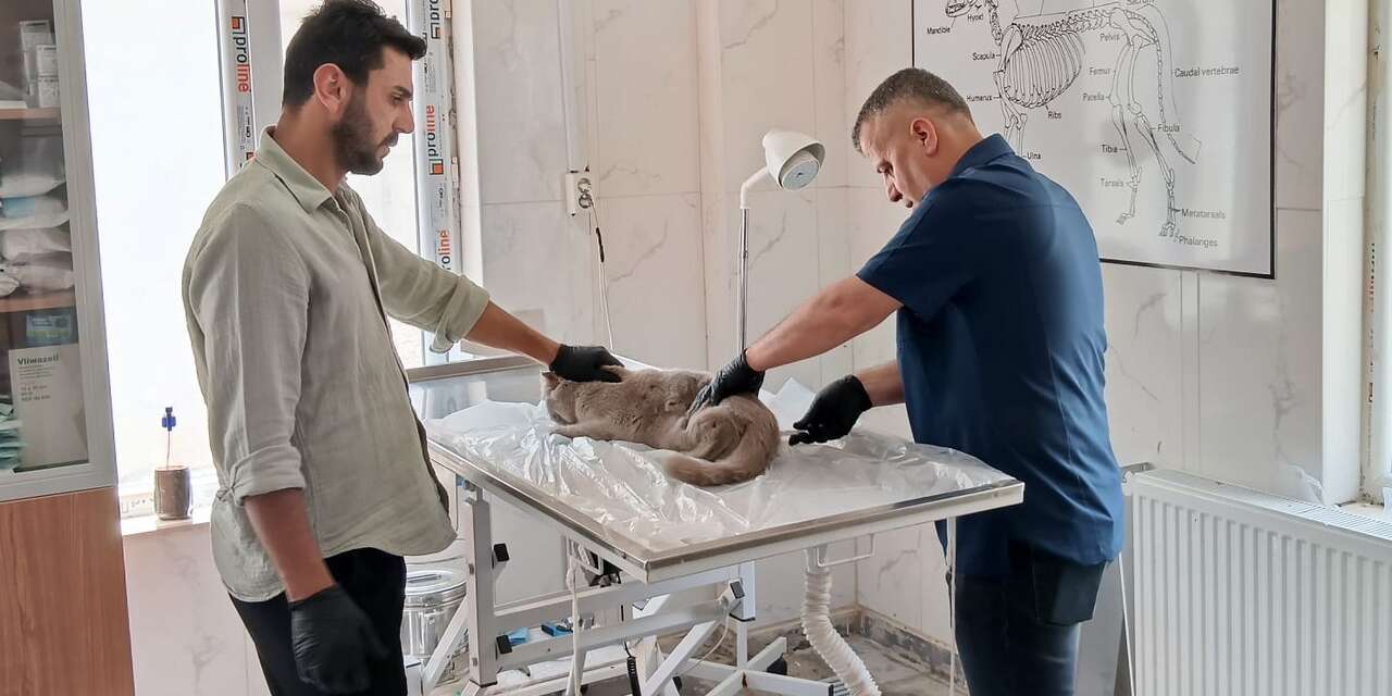 Hakkari’de can dostlara belediye desteği