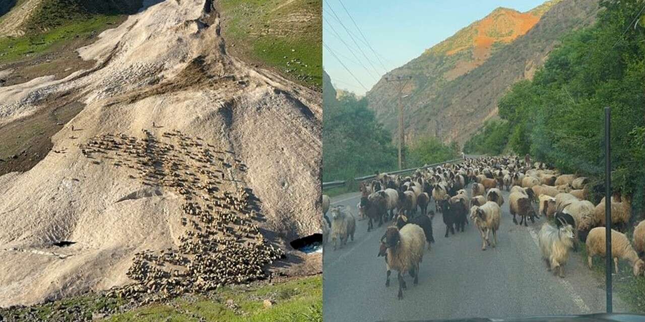 Hakkari'de yayla sezonu gecikmeli başladı