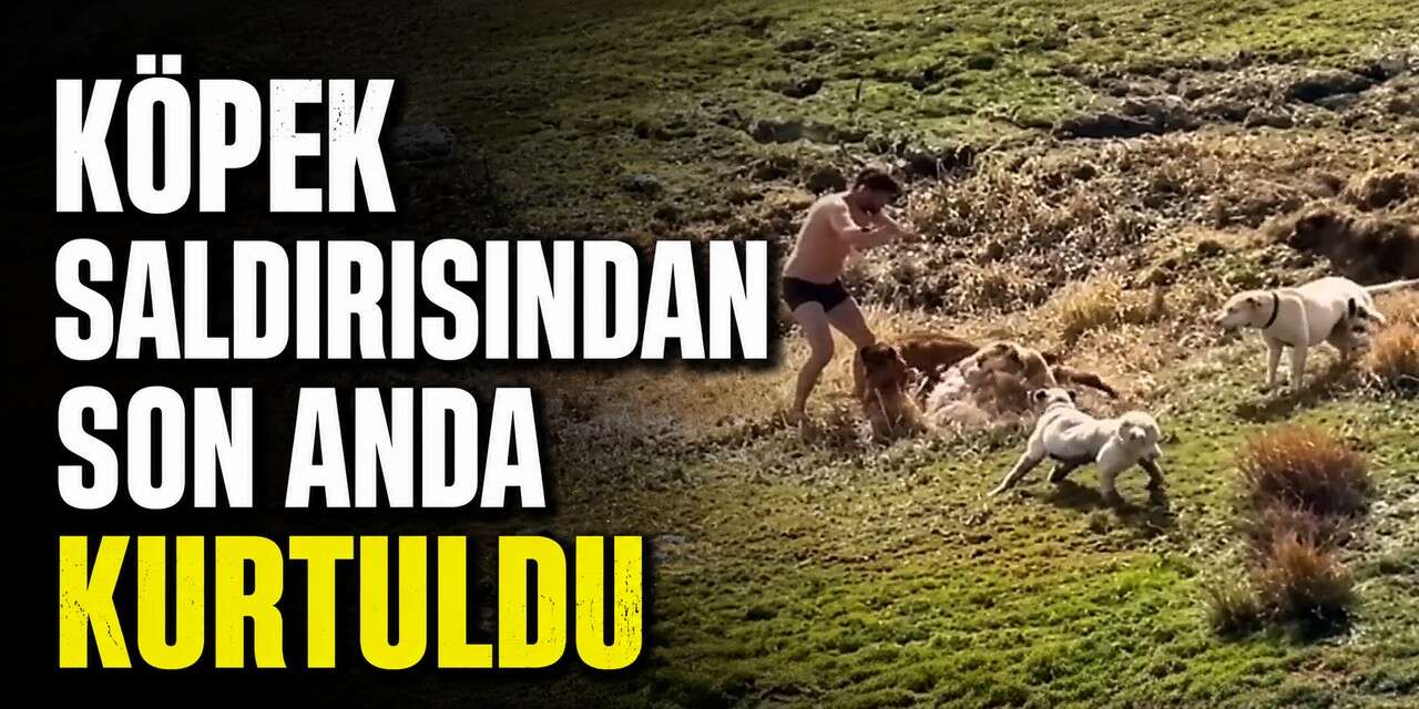Köpeklerin hışmına uğradı, son anda kurtarıldı