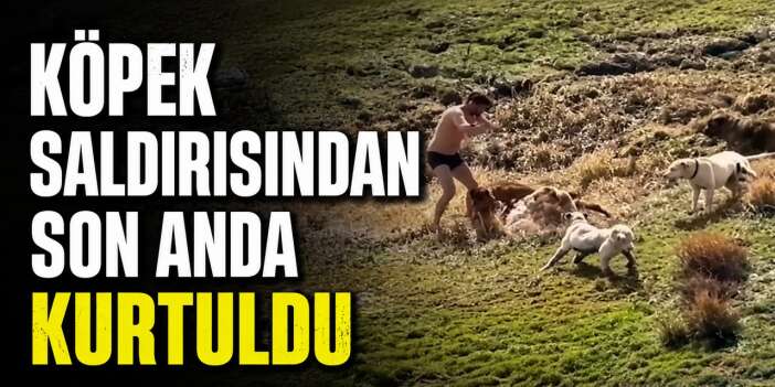 Köpeklerin hışmına uğradı, son anda kurtarıldı