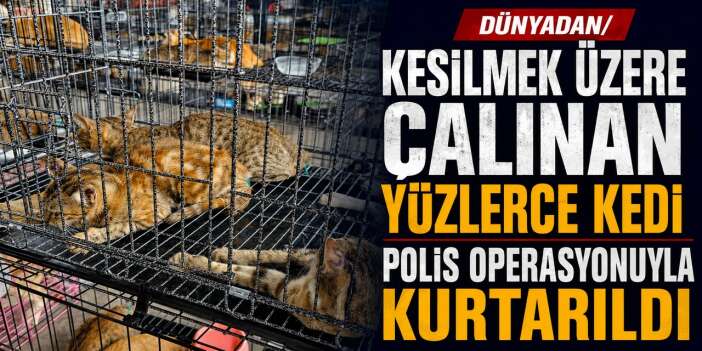 Kesilmek üzere çalınan yüzlerce kedi polis operasyonuyla kurtarıldı