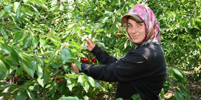 Kiraz sezonu başladı
