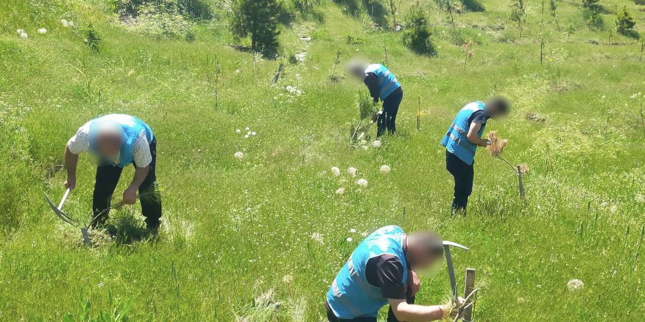 Hakkari denetimli serbestlikten fidanlara bakım seferberliği