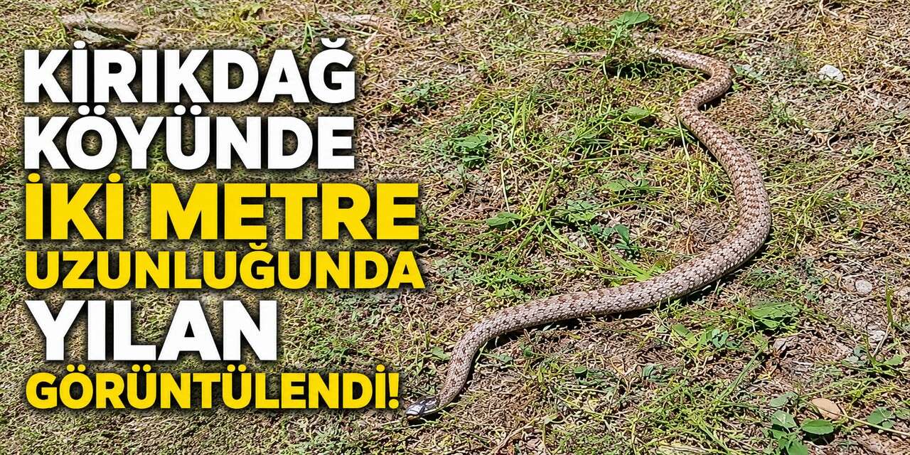 Kırıkdağ’da iki metrelik yılanla burun buruna