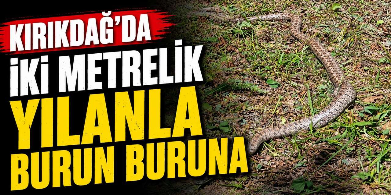 Kırıkdağ’da iki metrelik yılanla burun buruna