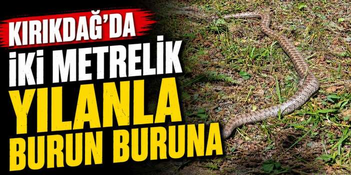 Kırıkdağ’da iki metrelik yılanla burun buruna