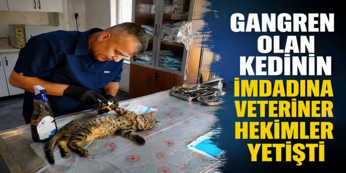Hakkari’de yaralı kedi başarılı operasyonla hayata tutundu