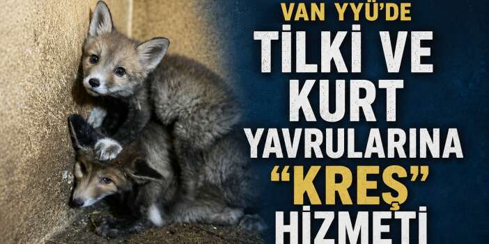 Van YYÜ'de Tilki ve Kurt Yavrularına "Kreş" hizmeti