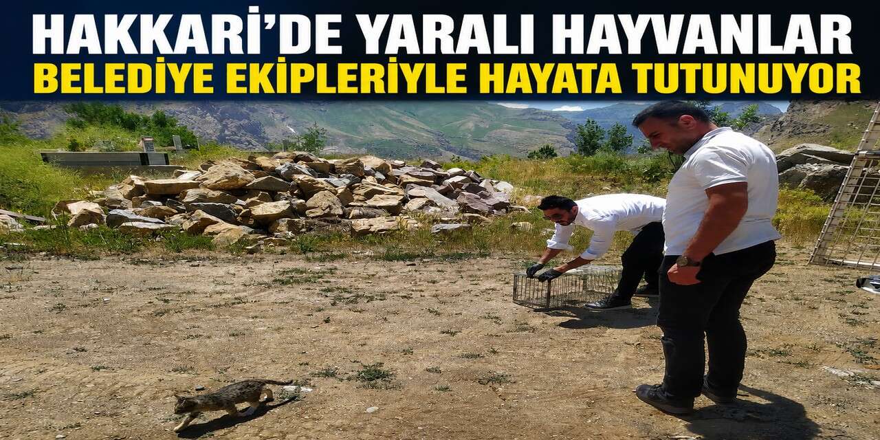 Tedavisi tamamlanan kedi özgürlüğüne kavuştu