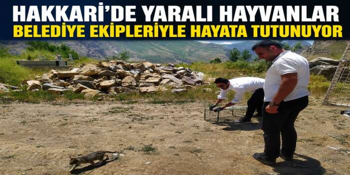 Tedavisi tamamlanan kedi özgürlüğüne kavuştu