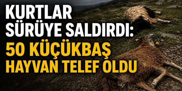 Kurtlar sürüye saldırdı 50 hayvan telef oldu