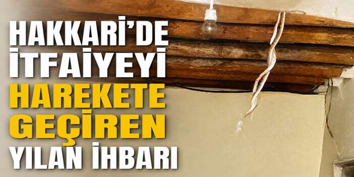 Hakkari'de yılan pangi